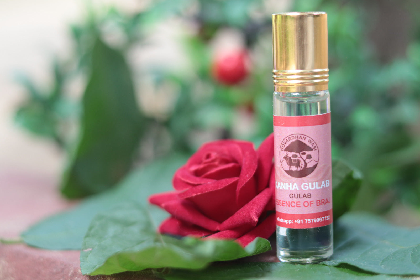 Kanha Gulab